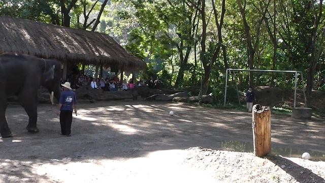 ТАИЛАНД - Всё о слонах смотреть онлайн