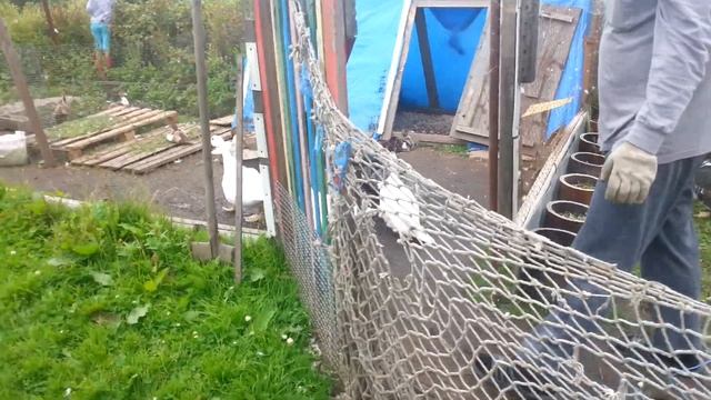 Как подрезать крылья уткам и гусям. смотреть онлайн