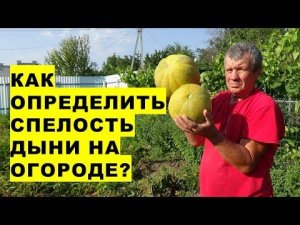 Как определить спелость дыни?