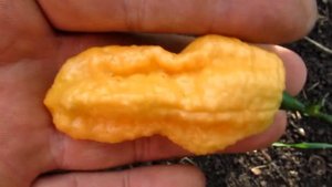 Bhut Jolokia Peach - Бхут Джолокия Персик
