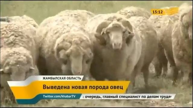 Казахстанские селекционеры вывели новую породу овец