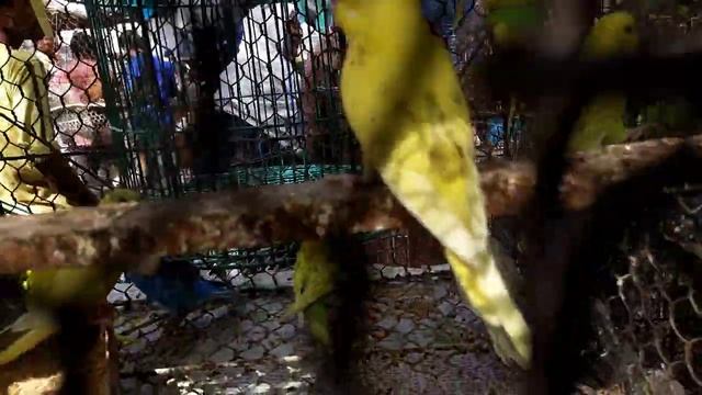 Lucknow Bird Market Visit 2022 | Cockatiel, Lovebirds, Budgies, Java, Finches | BIRD ALEX смотреть онлайн