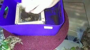 Пересадка орхидеи grammatophyllum #grammatophyllum