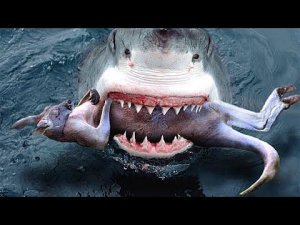 10 Шокирующих Находок, Обнаруженных в Желудках Животных