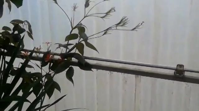 Blackberry Lily. Belamcanda chinensis DC. ว่านมีดยับ смотреть онлайн