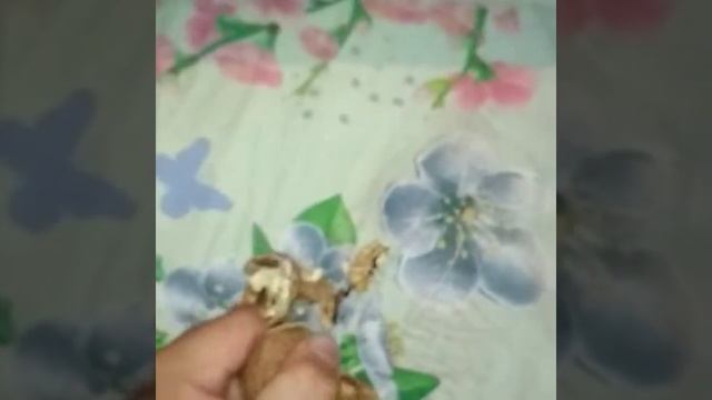 Сломал пальцами Три Грецких ореха смотреть онлайн