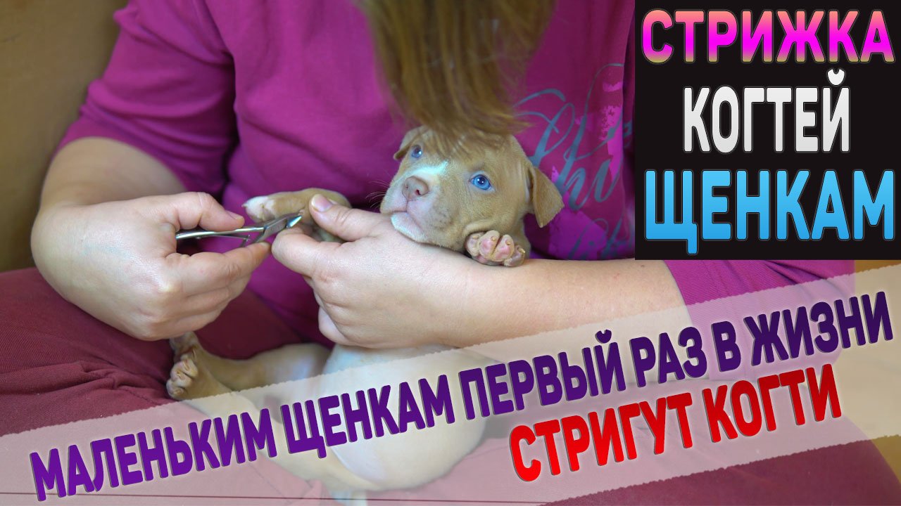 Стрижка когтей у собак. Первый раз стрижем когти щенкам Американского Булли
