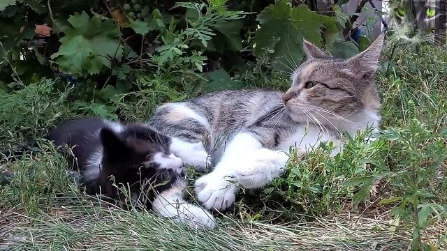 Кошки. Приметы и суеверия