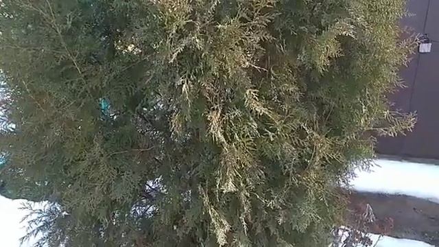 024 Выращиваю тую из семян. Как выглядит растение через 1-7 лет. смотреть онлайн