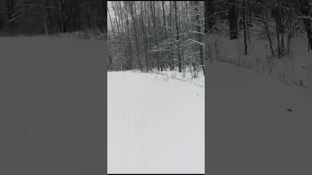 Незабываемая красота зимнего леса и свежий воздух, как в горах.