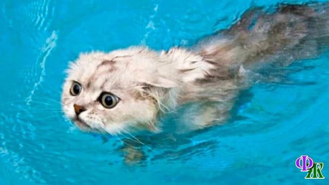 Кошка смотрела на тонущего котенка но ничего не могла сделать