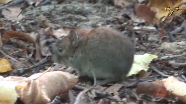 Мышиная лихорадка: как в Рязанской области борются с опасной инфекцией смотреть онлайн