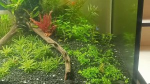 Приехали новые аквариумные растения. Распаковка и посадка в аквариум.