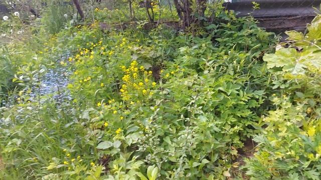 Торнадо или борщевик. /вторая часть/ смотреть онлайн