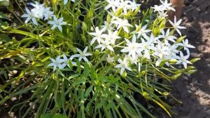 #дизайнсада / Белая монохромная клумба непрерывного цветения в июне.  Птицемлечник.