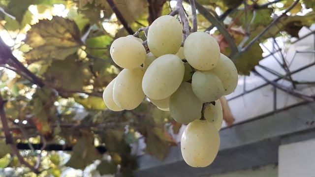 Виноград в октябре , поздние сорта.2019г. смотреть онлайн