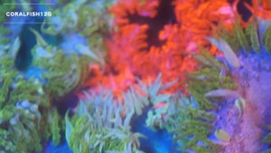 Rock Flower Anemone Collection! CRAZY HD