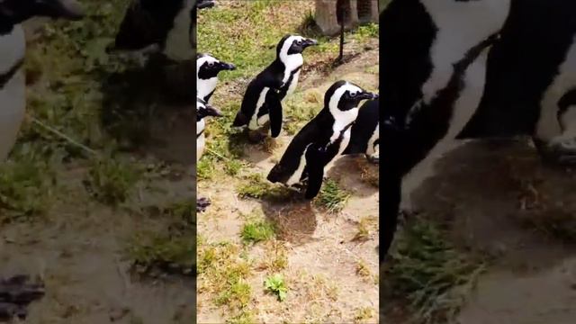 penguin farm | #animals  #short #penguin