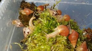 Лимиколярия Оранж. Улиточки в продаже#лимоколярия#улиточки#ахатина#пролаюулиток