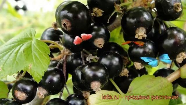 Смородина черная Селеченская (selechenskaia) ? обзор: как сажать, саженцы смородины Селеченская