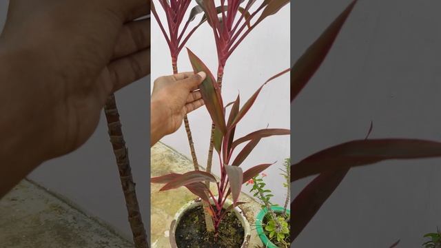 Cordyline Fruticosa Plant | Ti plant | Hawaiian Plant | Good luck Plant | Shorts Video |