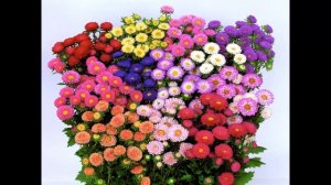 Русский язык, 1 класс, строчная буква "а" по методике В.А. Илюхиной