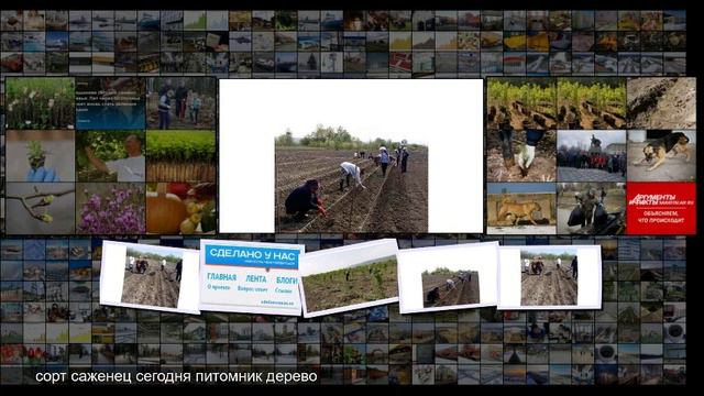 В Магарамкентском районе Дагестана идет закладка питомника плодовых культур