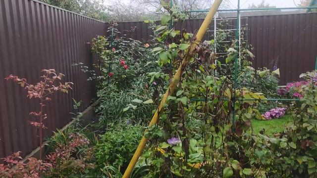 Самые здоровые плетистые розы в моем саду. Флорентина и Полька.Подводим итоги .??? смотреть онлайн