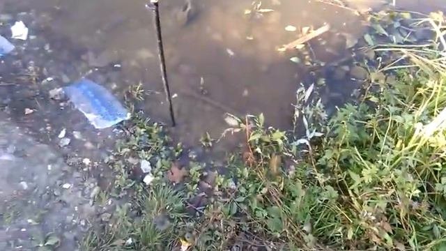 Ловля карпа спинингом на водохранилище