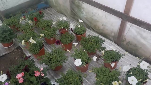 Выезд на местный рынок,мониторим продажи