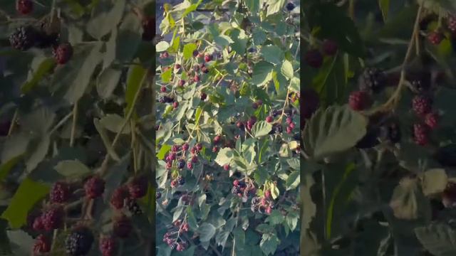 Ежевика смотреть онлайн