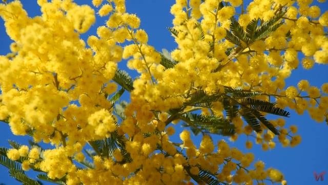 Мимоза (лат.  Mimosa)