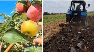 Август - а мы всё сеем и пашем | Не справляемся с фруктами
