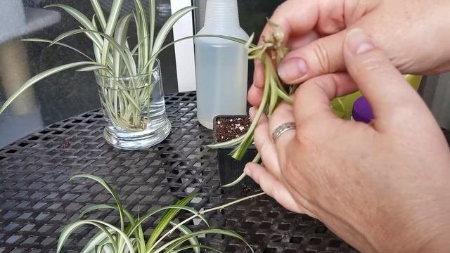 Propagating Spider Plants In Soil And Water (AKA: Chlorophytum Comosum, AKA: Airplane Plant)