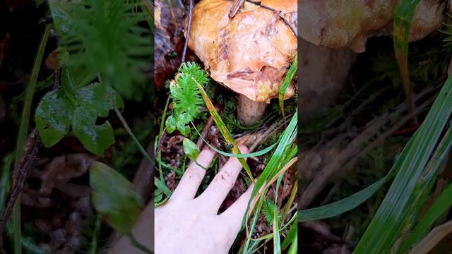 Гриб нашла😆🍄🟫 Тайга, часть2 #сибирскаятайга #курумник #сибирь #природа #словобога #горы