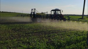 Спасательная операция для подсолнечника !