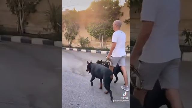 Walking a doberman and a cane corso #doberman #canecorso #guarddogs смотреть онлайн