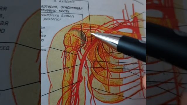 Онемение руки/Боль в плече/Малая грудная мышца/Упражнения смотреть онлайн