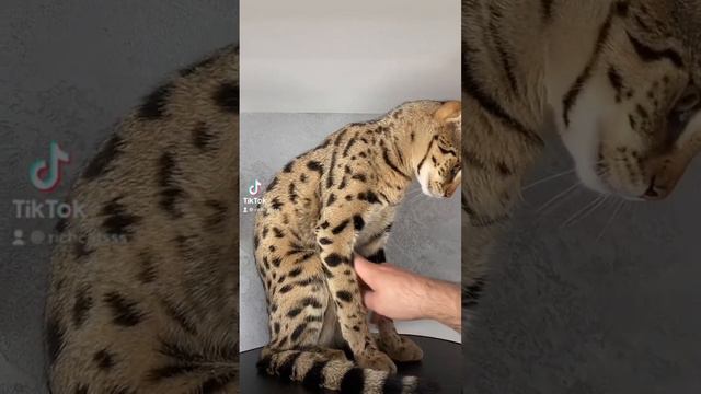 Savannah f1 🐆😺😻😺🐆 #richcatsss #kitten #savannahf1 смотреть онлайн