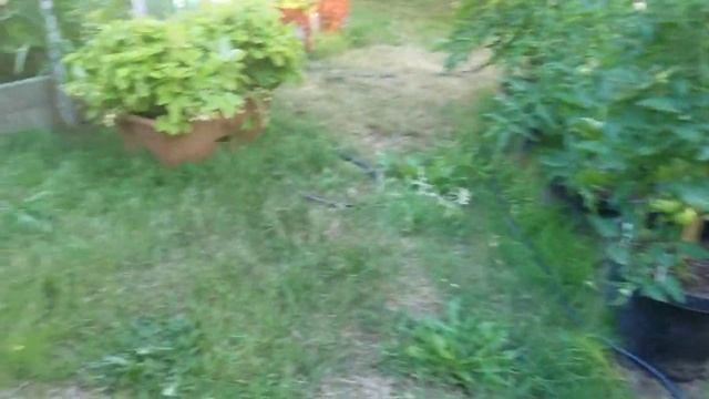 Урожай ремонтантной земляники и белой клубники