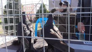 Ярмарка Голубей, Городе Бухаре 2)Часть,#Интервью у Клуба Амири 2023г. Бухарский"Клуб_Амири" Pigeons