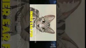 Коты воители Роблокс обновление ура!