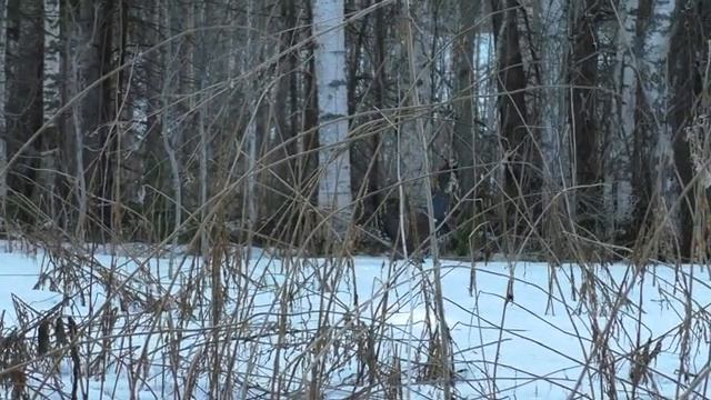 Охота на глухаря на току/ Токует сразу 5 петухов / Глухарь хотел прогнать меня с тока, но... смотреть онлайн