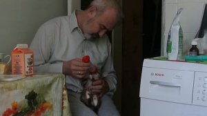 Котёнок пьет молоко из бутылочки с соской