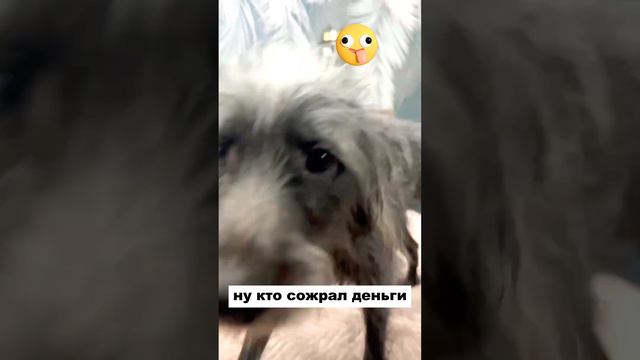Привет из дома от Плуто ❤️Крым🙏#плуто #возьмисобакуизприюта #помощьбездомнымживотным