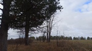 Заякинская кедровая роща и заброшенные деревни севера Удмуртии