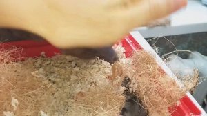 Кот ловит хомяка! The cat catches the hamster!