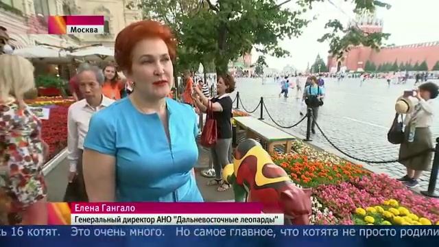 Парад диких кошек будет проходить у здания ГУМа в Москве в течение десяти дней смотреть онлайн