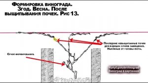 ?  Пошаговая обрезка и формировка куста винограда за 3 года. Школа виноградаря. Часть №5.