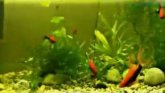 меченосцы смотреть онлайн